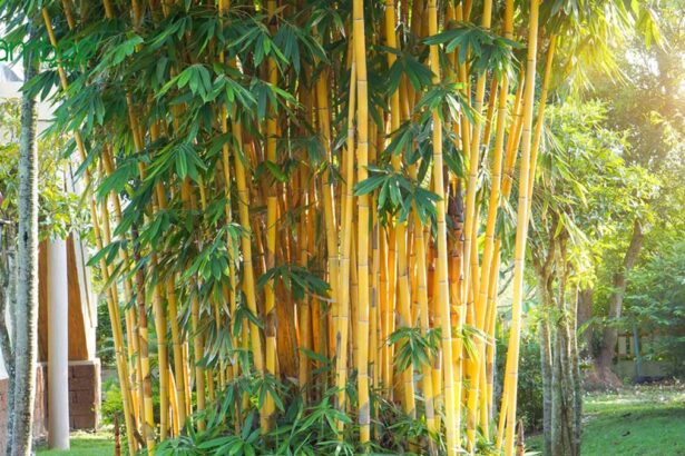 Alphonse Karr Bamboo: Cultivating Elegance in Your Garden