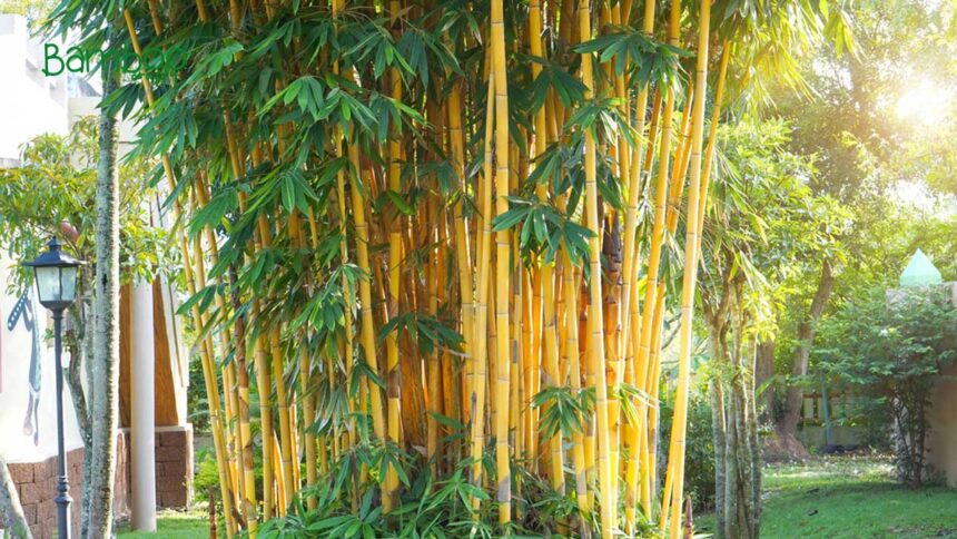 Alphonse Karr Bamboo: Cultivating Elegance in Your Garden