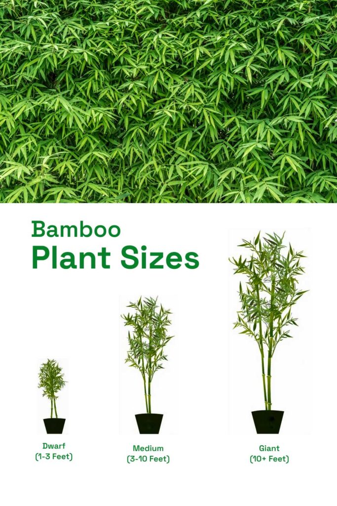 Bamboo Plant Sizes