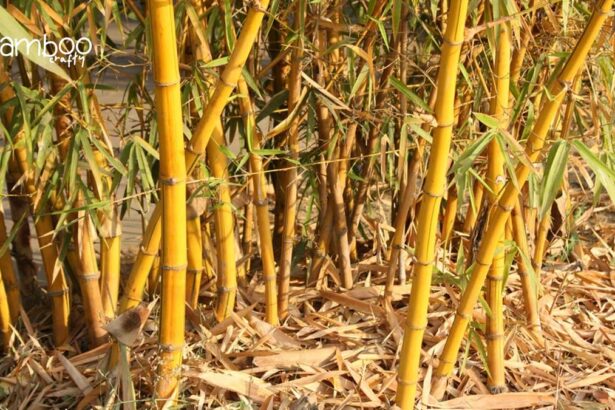 Chinese Dwarf Bamboo (Bambusa Guangxiensis)