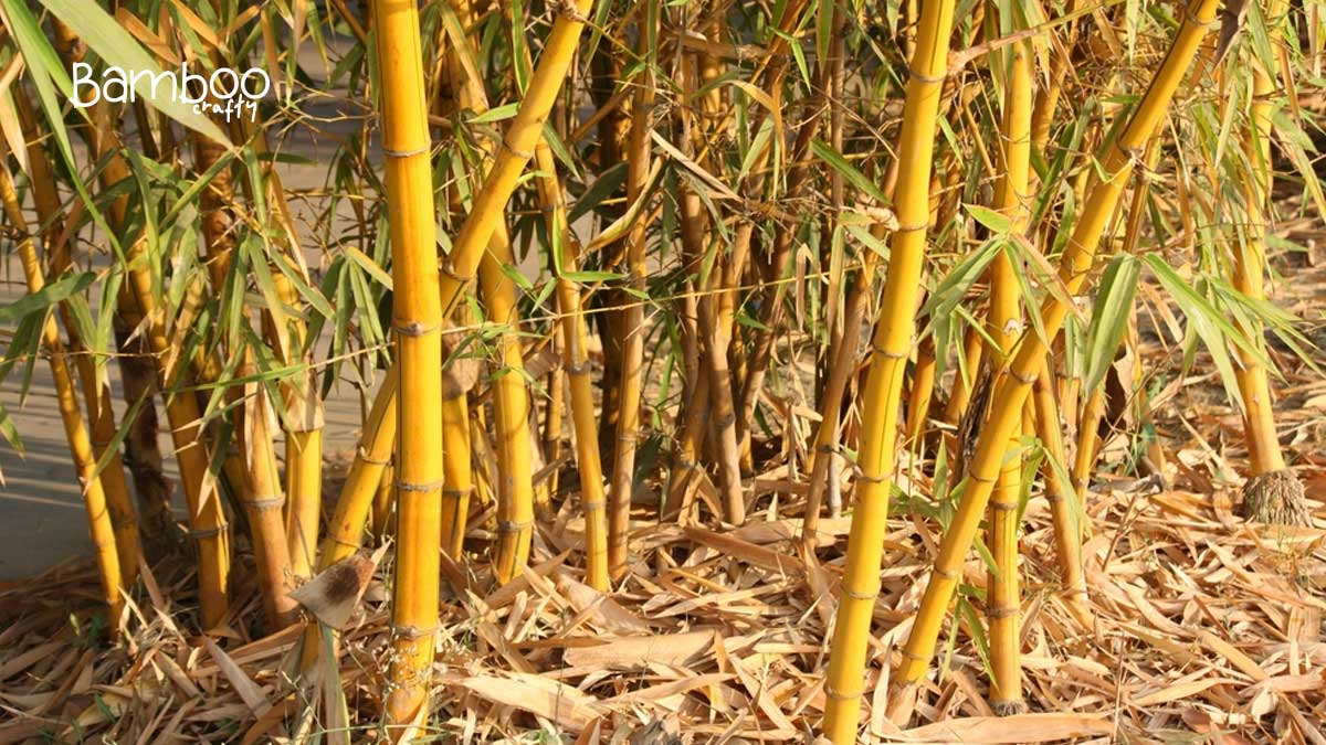 Chinese Dwarf Bamboo (Bambusa Guangxiensis)