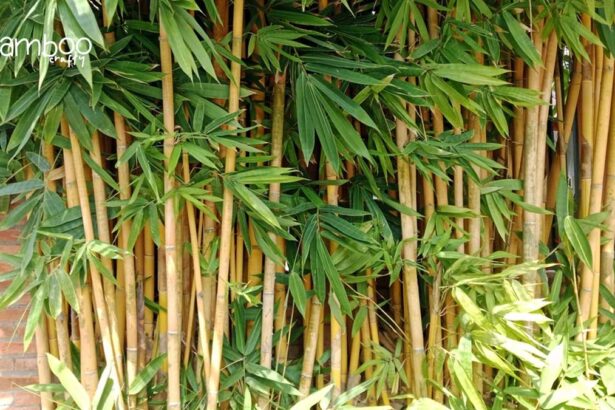 Timber Bamboo (Bambusa Oldhamii): Unleash Growth Secrets!