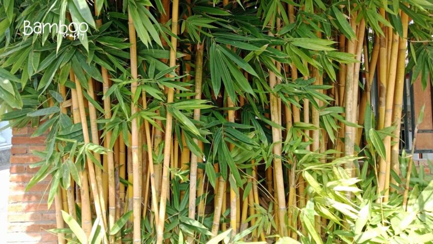 Timber Bamboo (Bambusa Oldhamii): Unleash Growth Secrets!