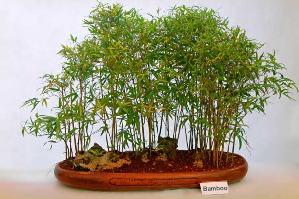 How Do You Care for a Bonsai Bamboo Plant? Expert Tips Revealed