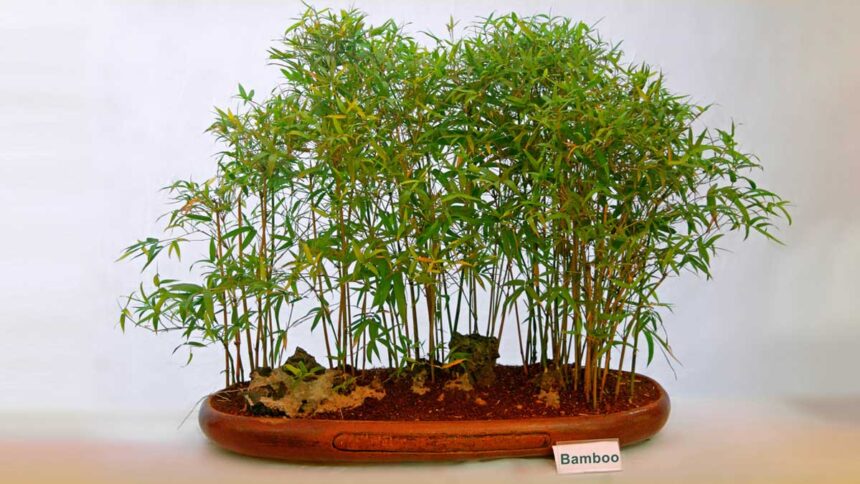 How Do You Care for a Bonsai Bamboo Plant? Expert Tips Revealed