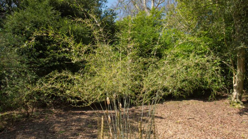 Borinda Boliana: Unveiling the Mystique of This Bamboo