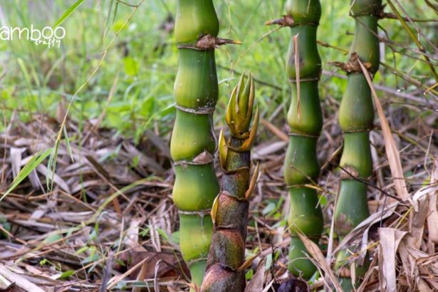 Buddha Belly Bamboo (Bambusa Ventricosa)