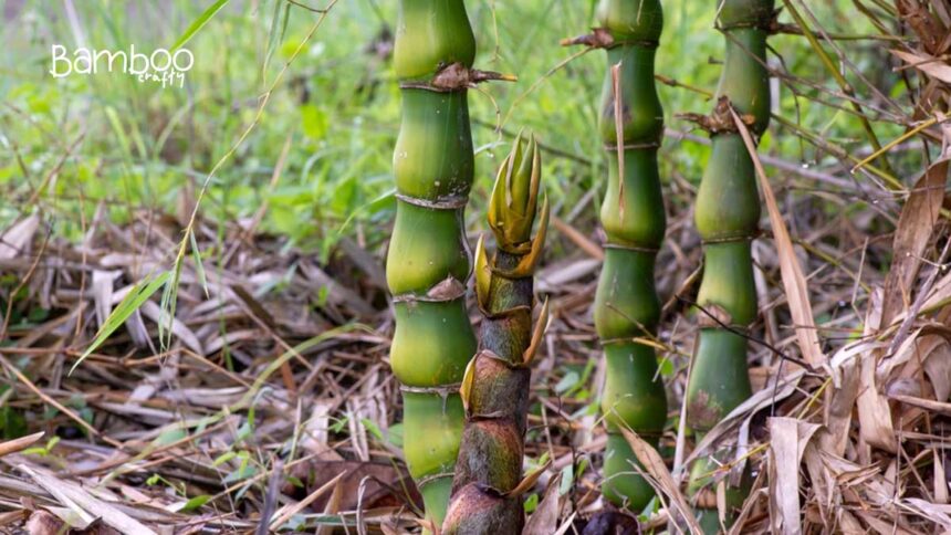 Buddha Belly Bamboo (Bambusa Ventricosa)