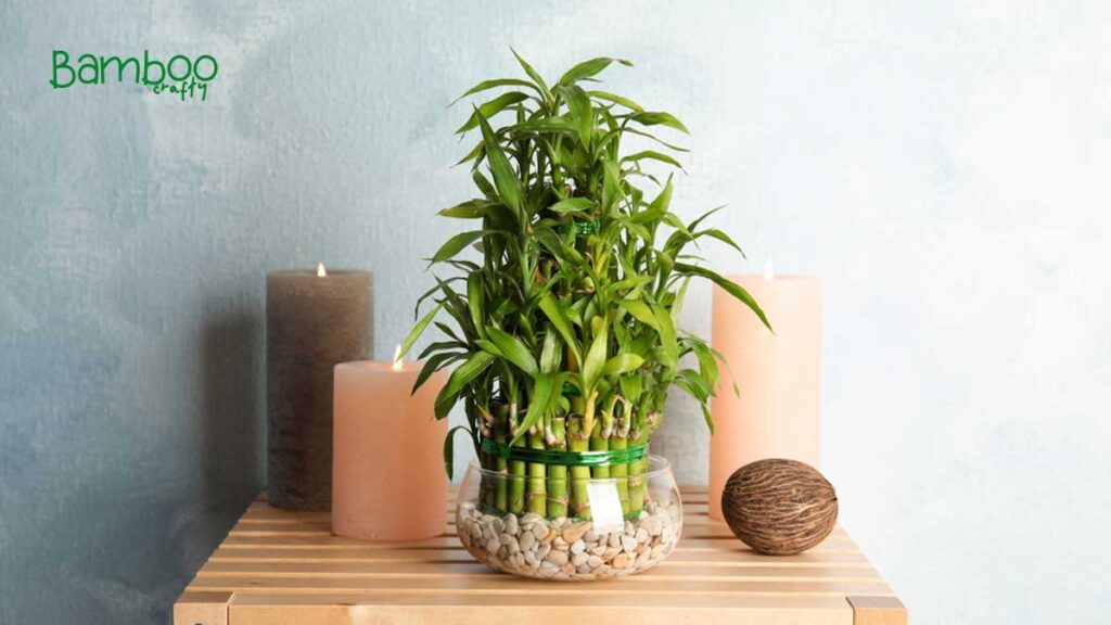 Care of  Lucky Bamboo