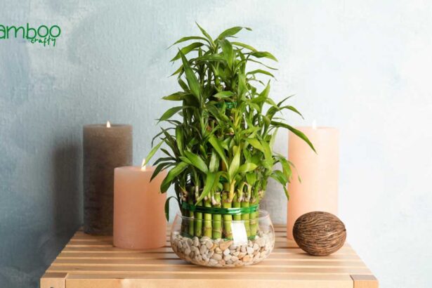 What Type of Benefits from Lucky Bamboo: Prosperity & Peace