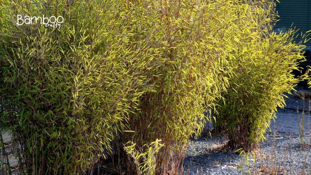 Clumping Bamboo