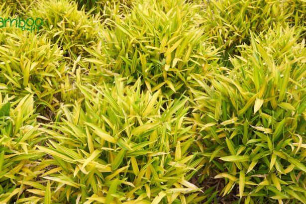 Dwarf Green Stripe Bamboo: Lush & Vibrant Garden Star