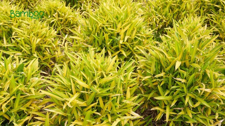 Dwarf Green Stripe Bamboo: Lush & Vibrant Garden Star