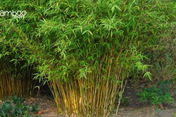 Umbrella Bamboo (Fargesia Murielae)