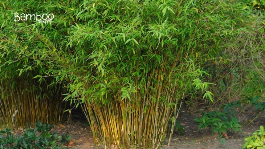 Umbrella Bamboo (Fargesia Murielae)