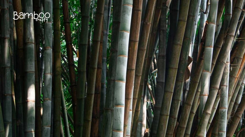 Giant Bamboo