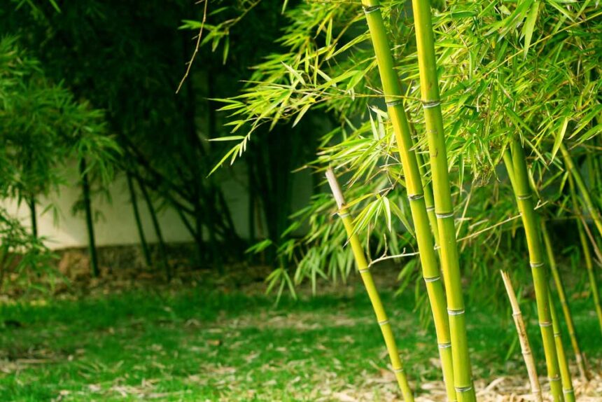 What is the Bamboo Method for Growing Taller: Unveiled Secrets