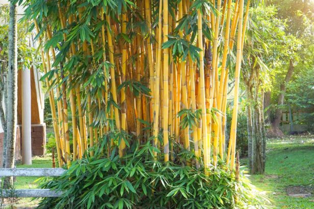 Golden Bamboo Plant: Transform Your Garden into a Zen Oasis