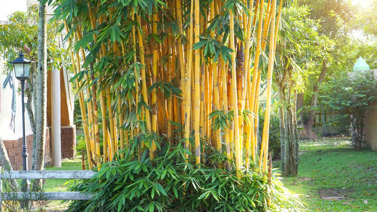 Golden Bamboo Plant: Transform Your Garden into a Zen Oasis