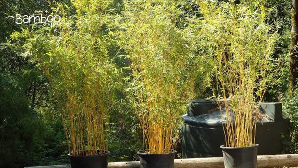 Golden Goddess Bamboo