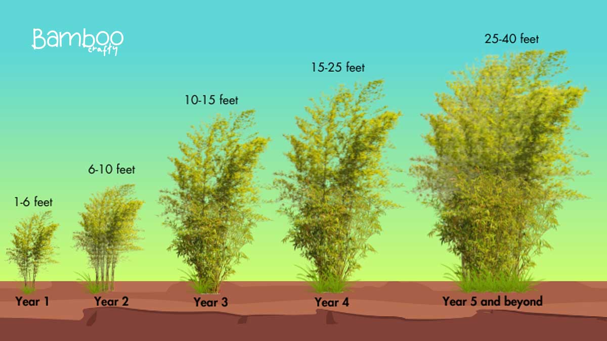 Growth Chart of Bamboo: Unveiling Rapid Growth Secrets