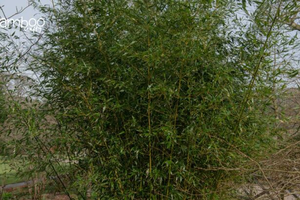 Henon Bamboo: Unleash the Secret of Elegant Gardens