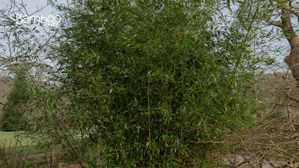 Henon Bamboo: Unleash the Secret of Elegant Gardens