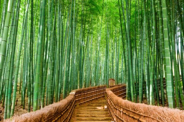 History of Bamboo: Unearthing Its Timeless Legacy