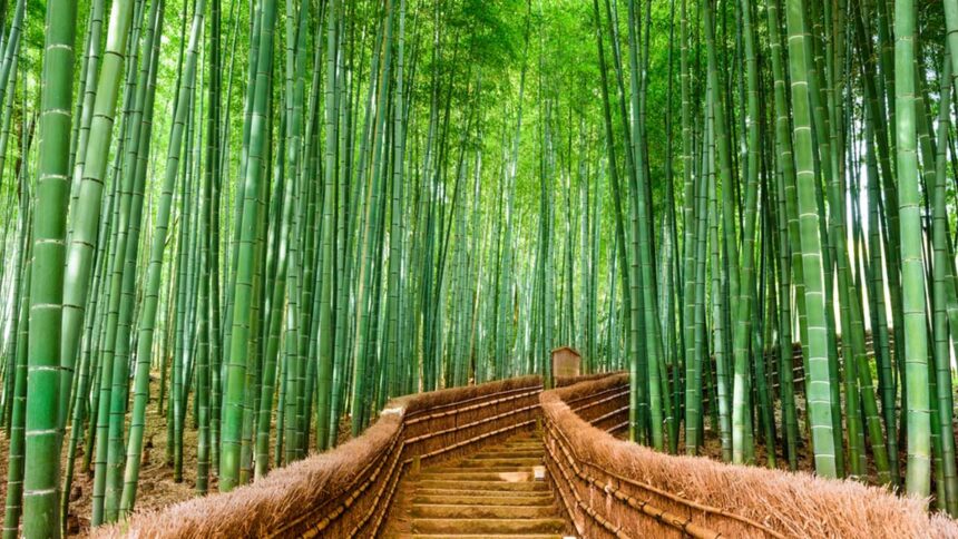 History of Bamboo: Unearthing Its Timeless Legacy