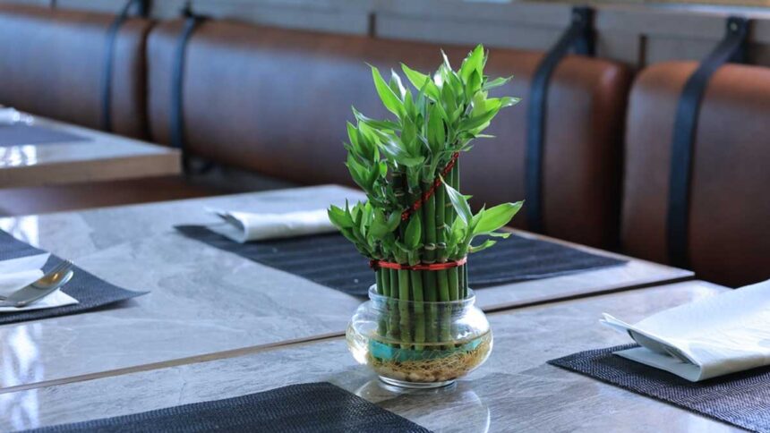 How Do You Take Care of a Lucky Bamboo Plant?: Thrive Tips!