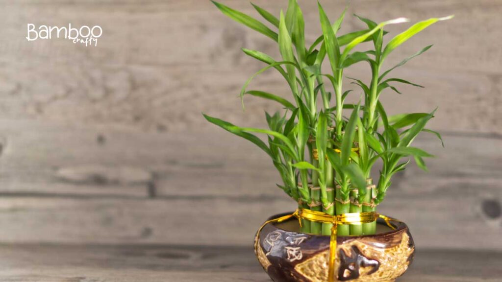 Lucky Bamboo Repotting And Root Care