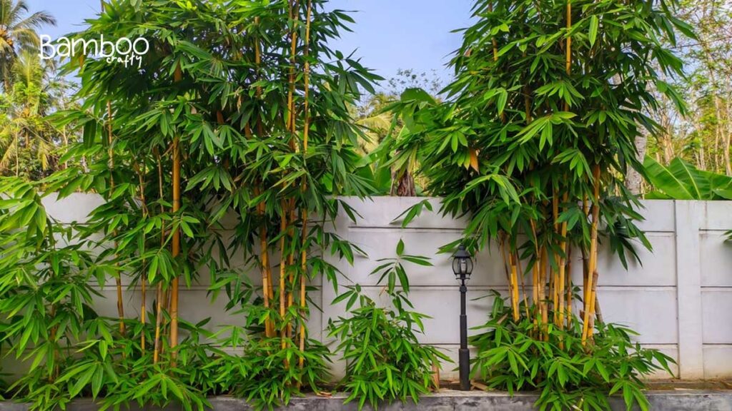 Preparing Your Garden For Bamboo