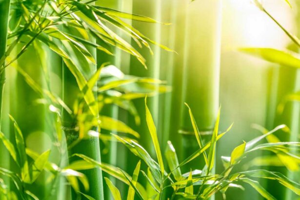 Types of Bamboo: Discover the Best Varieties for Your Garden