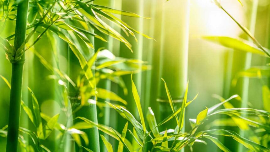 Types of Bamboo: Discover the Best Varieties for Your Garden