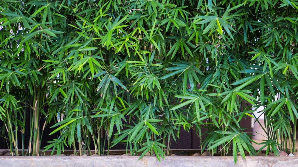 Understanding Bamboo Plant Sizes