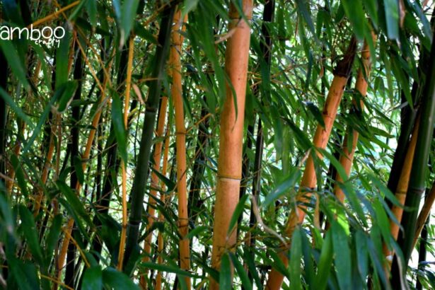 Giant Timber Bamboo (Bambusa Oldhamii)