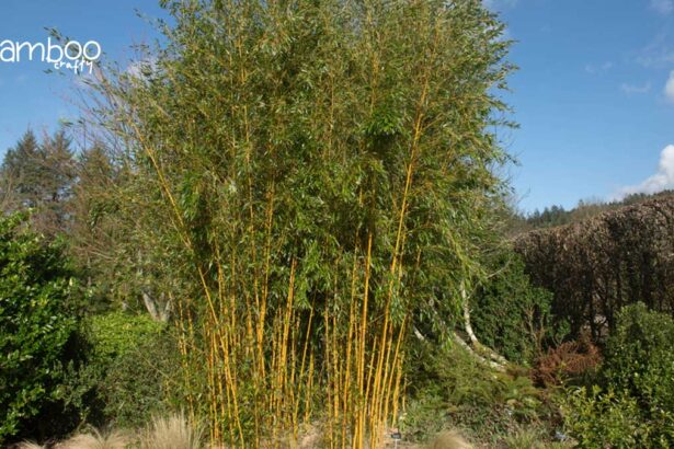 Discovering Yellow Groove Bamboo