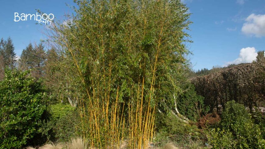 Discovering Yellow Groove Bamboo