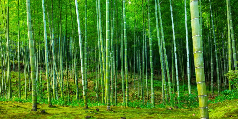 Bamboo History