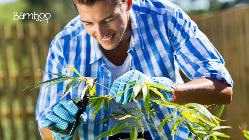 Pruning and Trimming Bamboo: Essential Growth Secrets