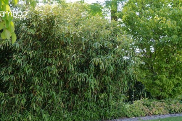 Arrow Bamboo (Pseudosasa Japonica)