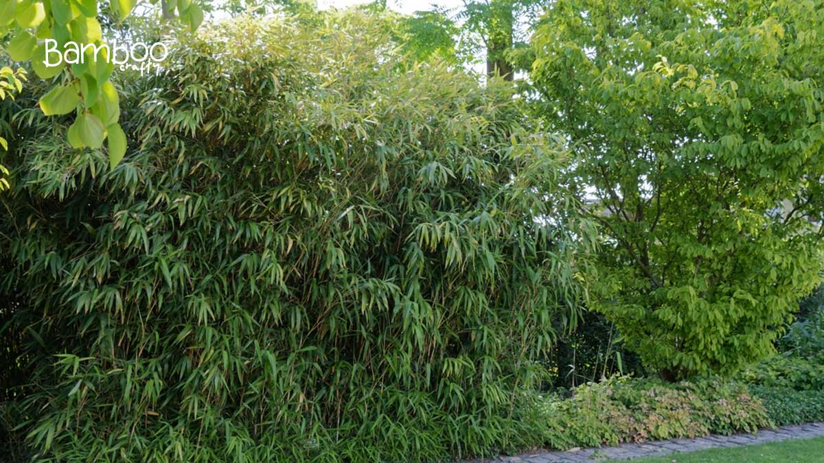 Arrow Bamboo (Pseudosasa Japonica)