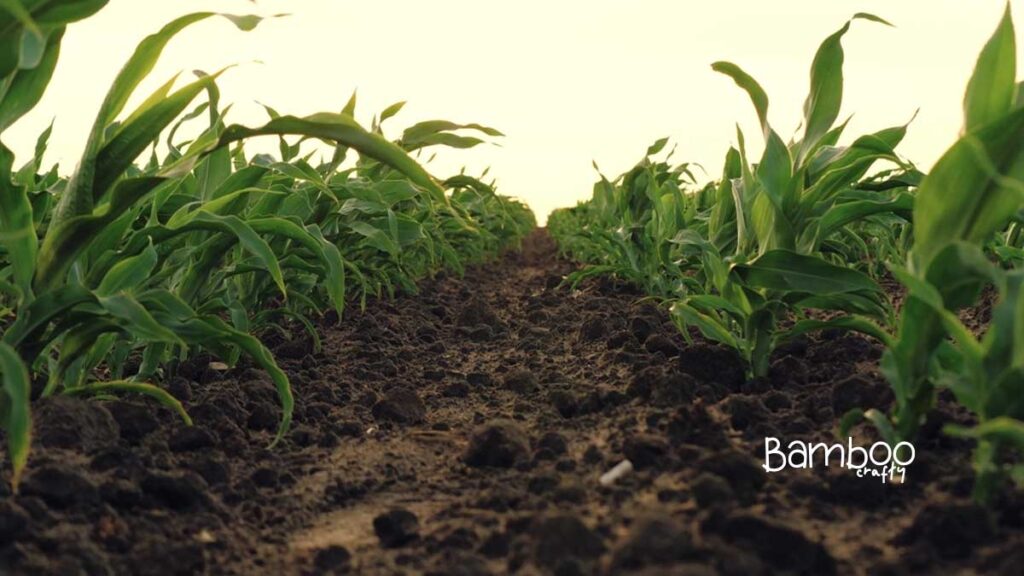 Bamboo Essential Soil