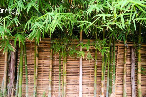 Bamboo Fence Panel: Transform Your Garden Instantly!