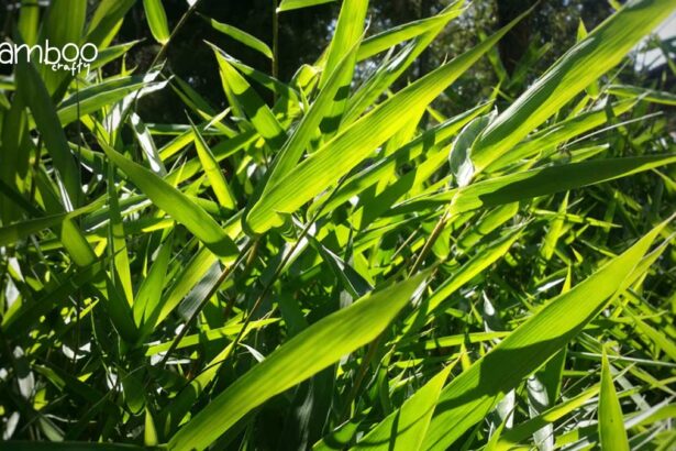 Grasses That Look Like Bamboo: Transform Your Garden Aesthetics