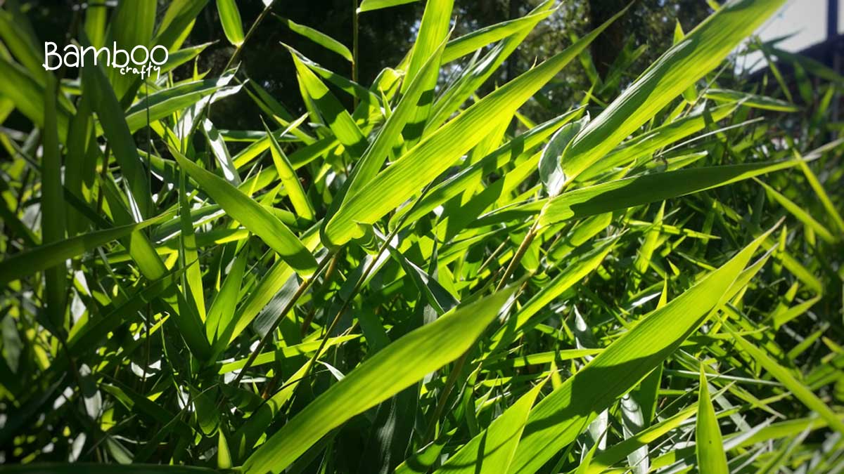 Grasses That Look Like Bamboo: Transform Your Garden Aesthetics