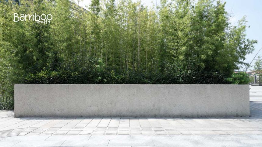 Can Bamboo Grow Through Concrete? Unveiling Nature’s Power