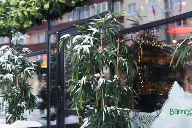 Can Bamboo Grow in Cold Climates? Thriving Tips Revealed