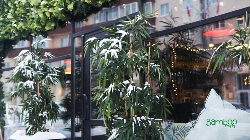 Can Bamboo Grow in Cold Climates? Thriving Tips Revealed