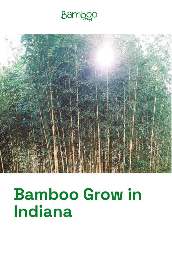 Bamboo Grow in India